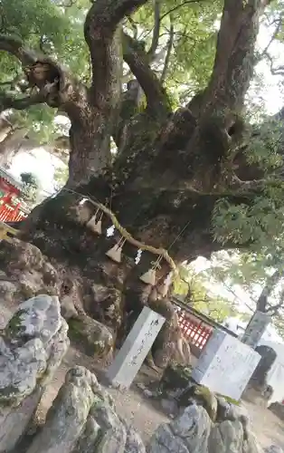 宇美八幡宮の自然