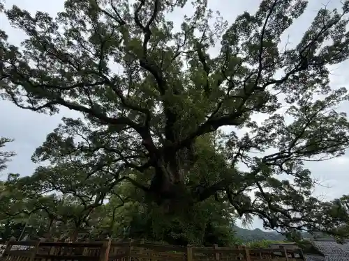蒲生八幡神社(鹿児島県)