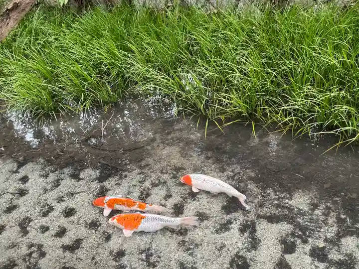賀茂御祖神社(下鴨神社)(京都府)