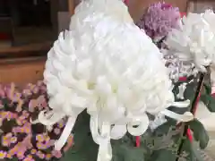 鴨島八幡神社(徳島県)