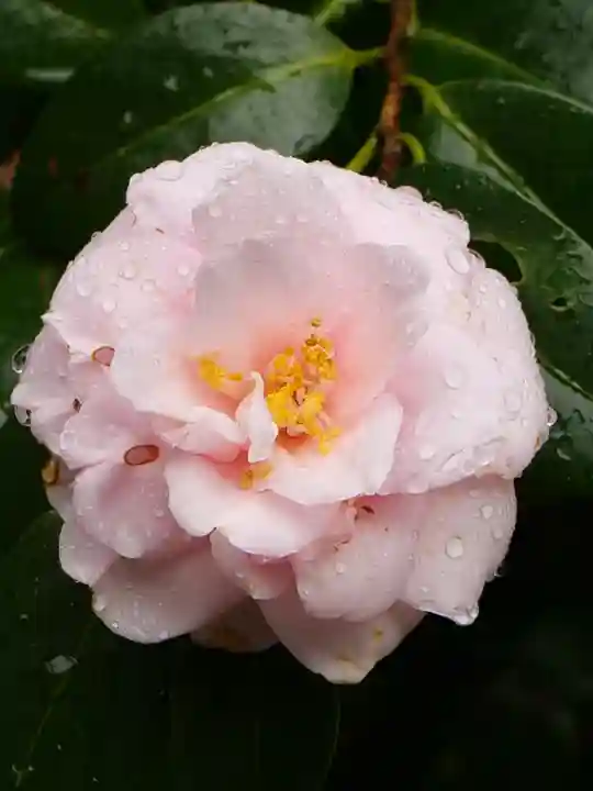 普門寺(切り絵御朱印発祥の寺)(愛知県)