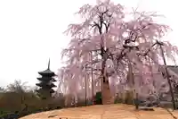 東寺(教王護国寺)(京都府)