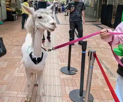 東京大神宮(東京都)