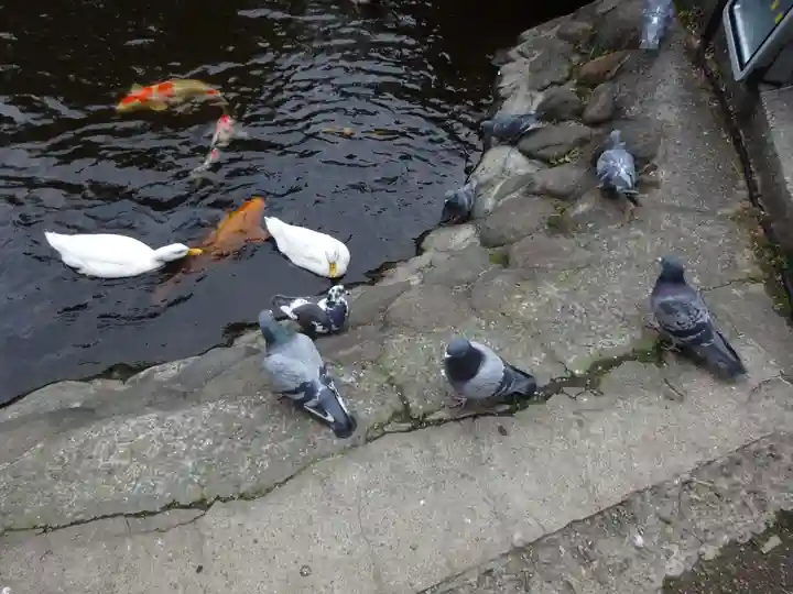 平塚八幡宮の動物