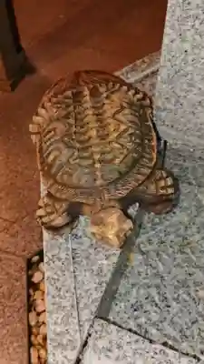 小網神社の狛犬