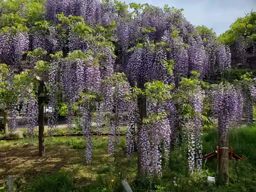 大天白神社(埼玉県)