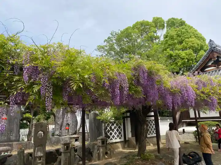 葛井寺の{uncategorized: "未分類", other: "その他", undefined: "問題あり", building: "その他建物", grave: "お墓", sacred_gate: "鳥居", guardian: "狛犬", statue: "像", buddha: "仏像", history: "歴史", nature: "自然", garden: "庭園", animal: "動物", pagoda: "塔", temizu: "手水舎", mountain_gate: "山門・神門", sanctuary: "本殿・本堂", subordinate: "末社・摂社", art: "芸術", scenery: "景色", jizo: "地蔵", ema: "絵馬", goshuin: "御朱印", omikuji: "おみくじ", items: "授与品その他", amulet: "お守り", goshuincho: "御朱印帳", eats: "食事", festival: "お祭り", votive_dance: "神楽", shichigosan: "七五三参", wedding: "結婚式", experience: "体験その他", initially: "初詣", around: "周辺", anti_infection: "感染症対策"}
