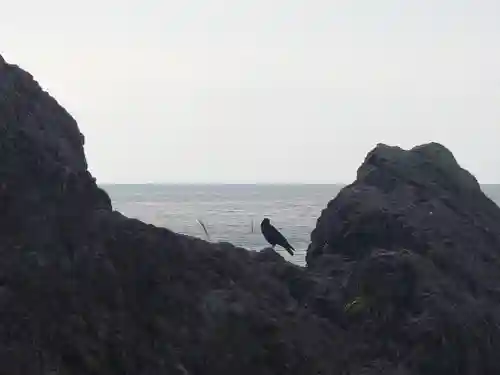 江島神社の動物