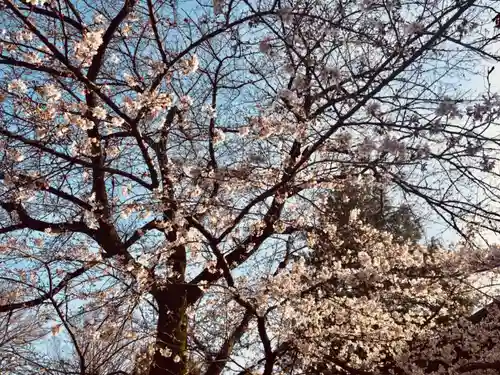 阿佐ヶ谷神明宮の自然