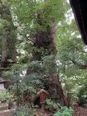 今宮神社の自然