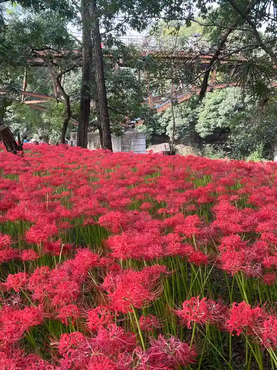 高麗神社(埼玉県)