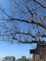 くろ谷 金戒光明寺の自然