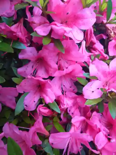 阿智神社の自然