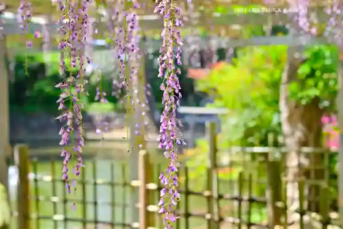 越ヶ谷久伊豆神社(埼玉県)