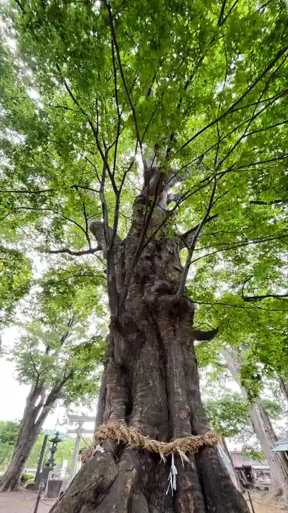 白鳥神社(長野県)