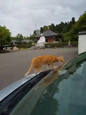 御誕生寺（猫寺）(福井県)