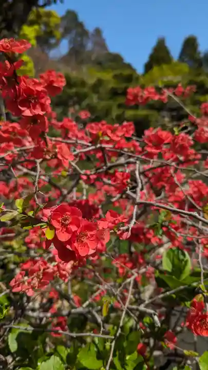 法金剛院(京都府)