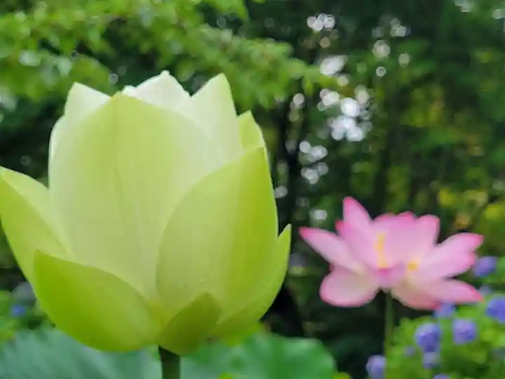 法金剛院の自然