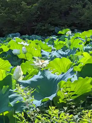 法金剛院の自然