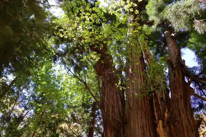 磐椅神社の自然
