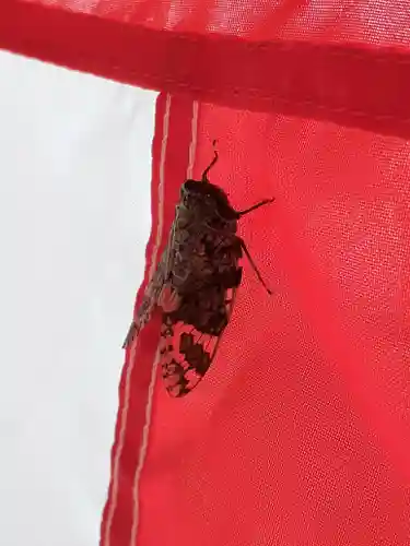 伏木香取神社の動物