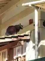 露天神社(お初天神)の動物