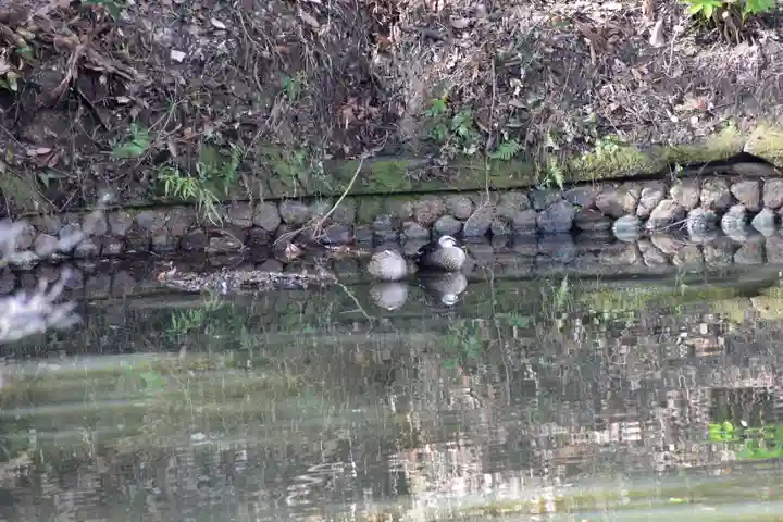 安房神社の動物