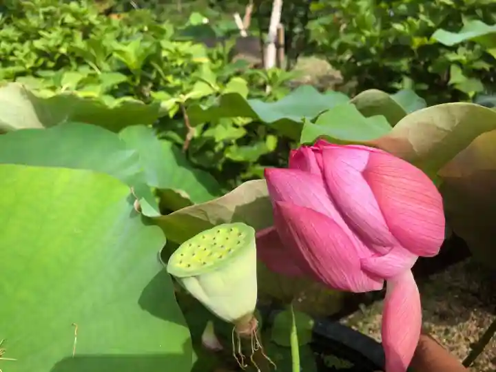 法金剛院の自然