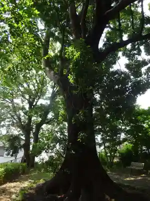 王子神社の自然