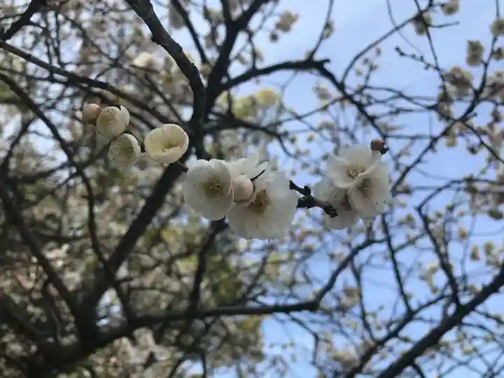 熱田神宮の自然