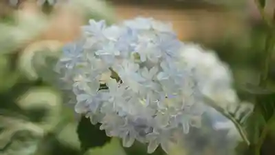 岡寺(龍蓋寺)(奈良県)