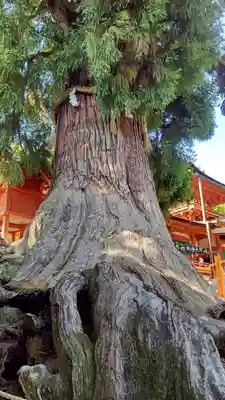 春日大社(奈良県)