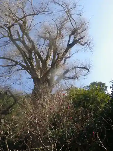 荏柄天神社の自然