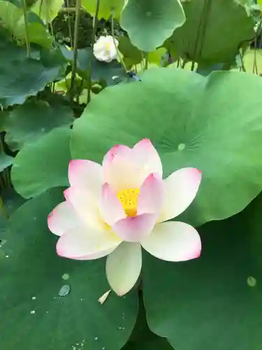 三室戸寺の自然