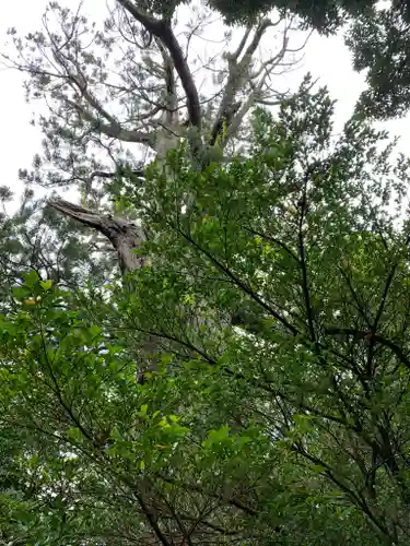 佐麻久嶺神社の自然