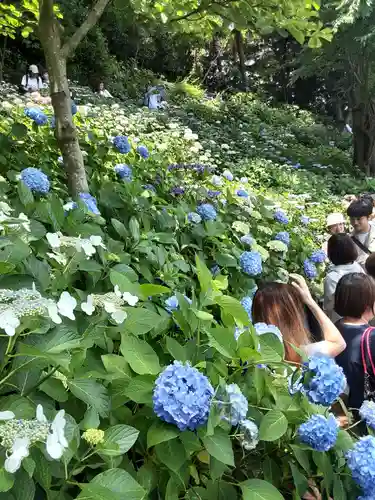 長谷寺(神奈川県)