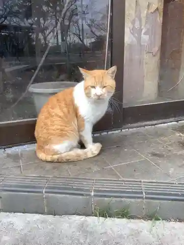 津島神社の動物