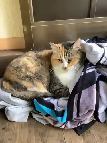 玉野御嶽神社の動物