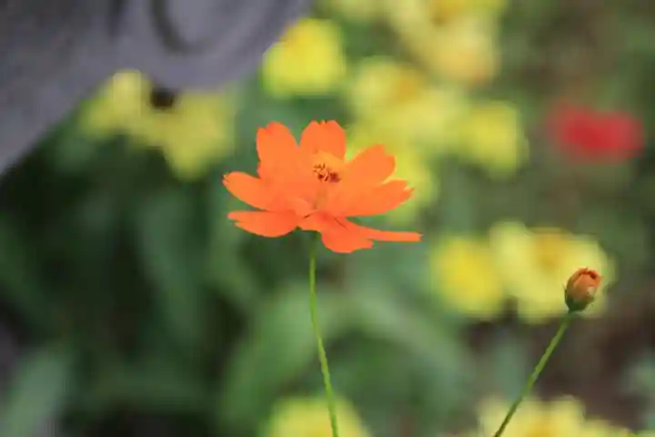 大鏑神社の自然