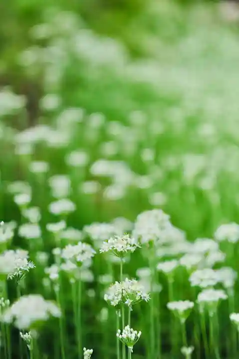 浄土寺(兵庫県)