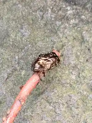 蚊里田八幡宮(長野県)