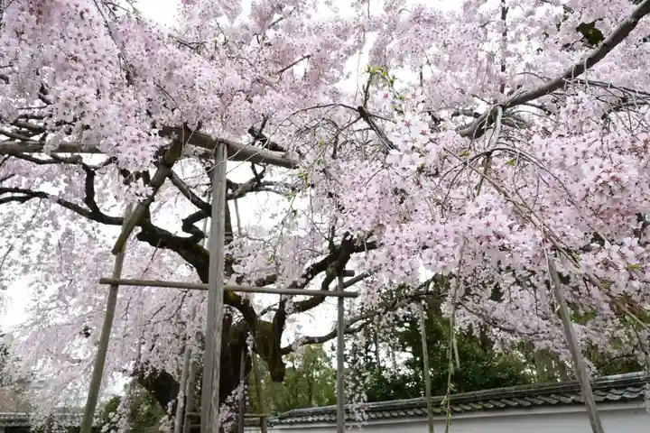 三宝院(三宝院門跡)(京都府)