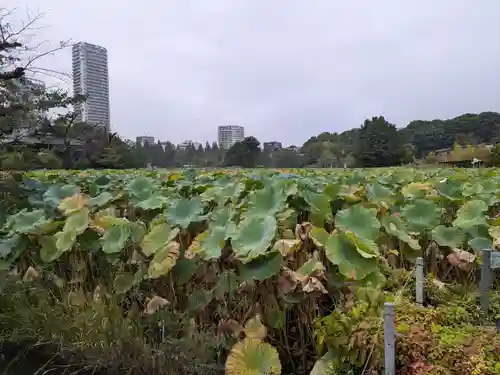 寛永寺不忍池弁天堂の景色