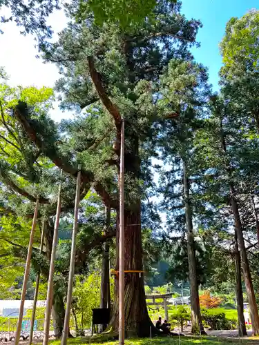 槻本神社の自然