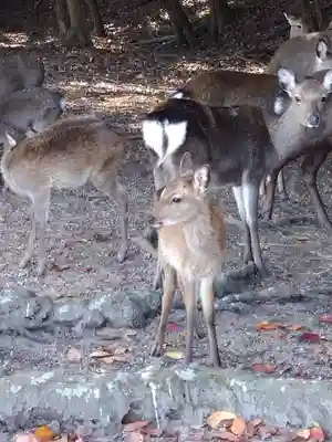 杉之浦神社の動物