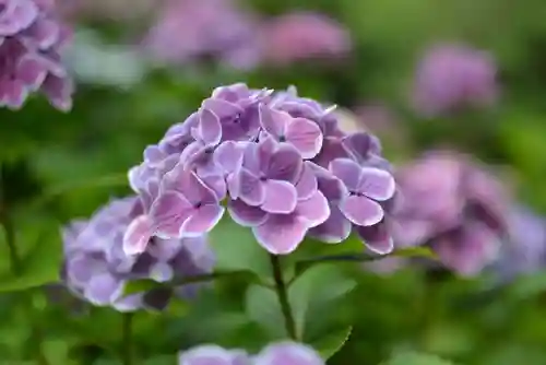 別府八幡宮(山口県)