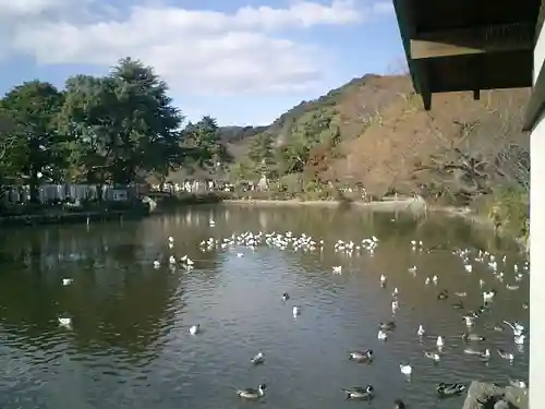 鶴岡八幡宮の庭園