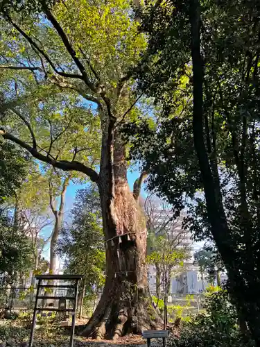 高座結御子神社（熱田神宮摂社）の自然