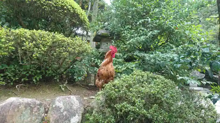 石上神宮の動物