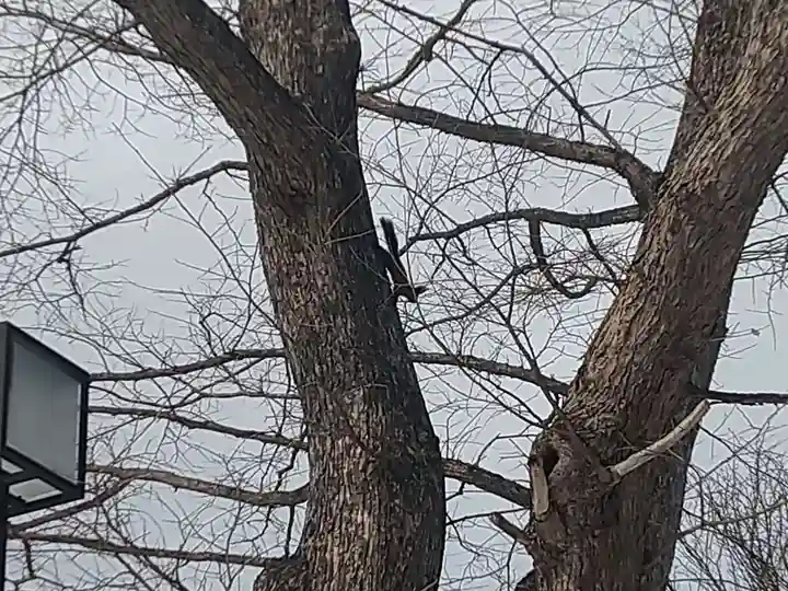 千歳神社の動物